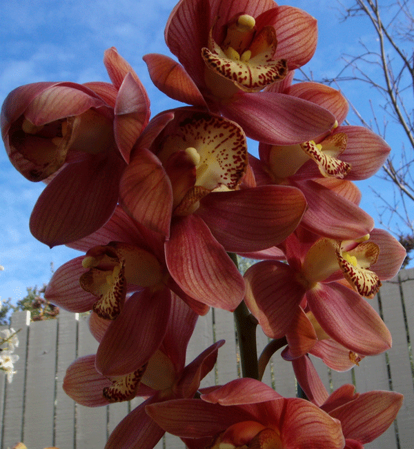 Cymbidium planted in the ground against all advice