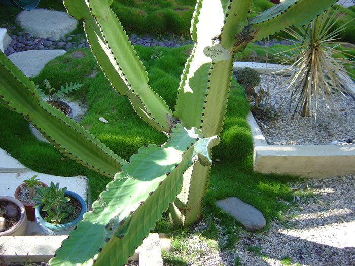 Falling Euphorbia ingens