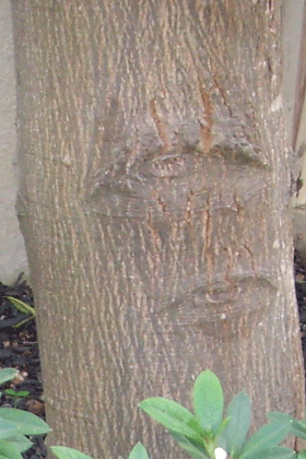 Geijira trunk