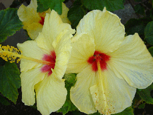 Hibiscus - source of banner color