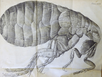 Hooke, flea, Micrographia