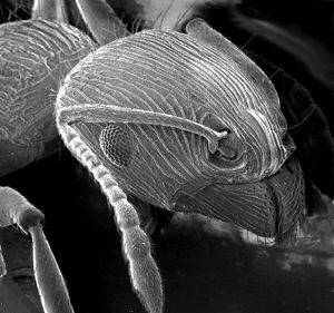 ant under a microscope