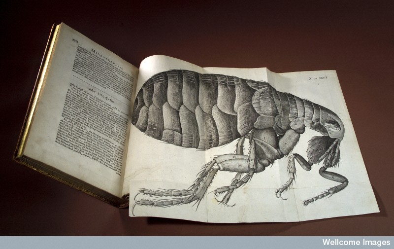 Hooke, Micrographia, foldout